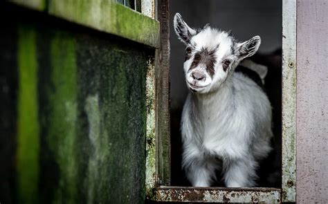 10 Goat Breeds To Raise As Pets - A-Z Animals