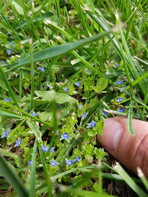 What are the Small Blue Flowers in My Lawn? - My Heart Lives Here