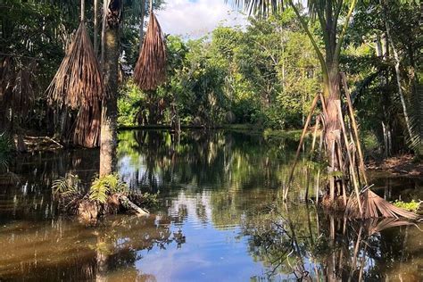 PLANTA MAESTRA AYAHUASCA HEALING CENTER (2026) All You Need to Know ...