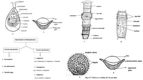 Xanthophyta - General characteristics, thallus organization, Occurrence, morphology and life ...