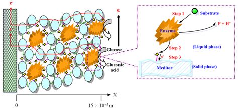 Dynamic Modeling of Anode Function in Enzyme-Based Biofuel Cells Using ...