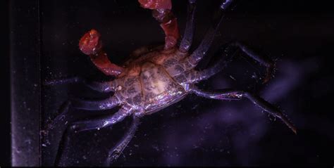 HOW TO SEX VAMPIRE CRABS - IDENTIFYING MALE & FEMALE VAMPIRE CRABS — Indoor Ecosystem