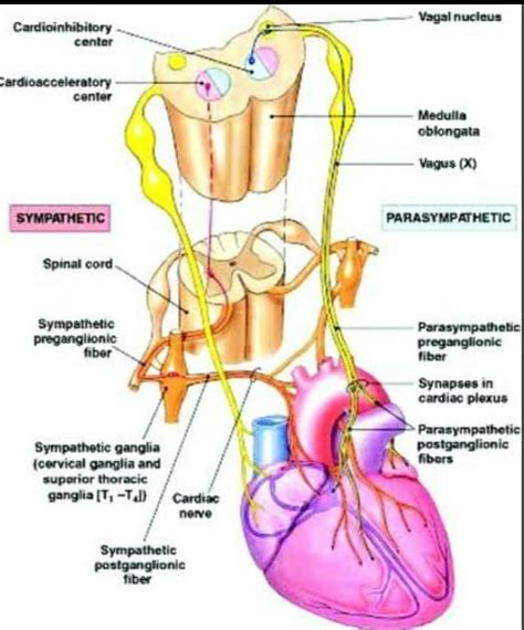 State the effect of the sympathetic the parasympathetic nervous system ...