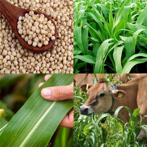 Golden Bloom Hybrid All Time sorghum sudan grass seeds, sorghum seeds ...