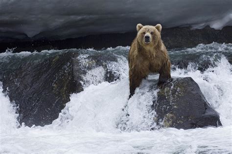 Grizzly Bear Band Wallpaper