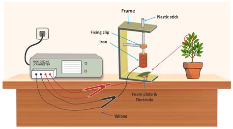 Electrophysiological Regulation of Nutrient Transport in Mangrove ...