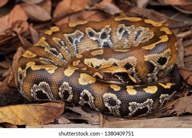 Image result for Red-tailed Python