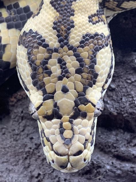 Image result for Adult Coastal Carpet Python