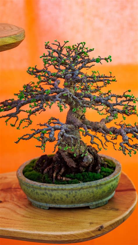 Download wallpaper 800x1420 bonsai, tree, plant, japan iphone se/5s/5c ...