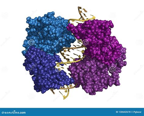 HNF1A, space-filling model stock illustration. Illustration of diabetes ...