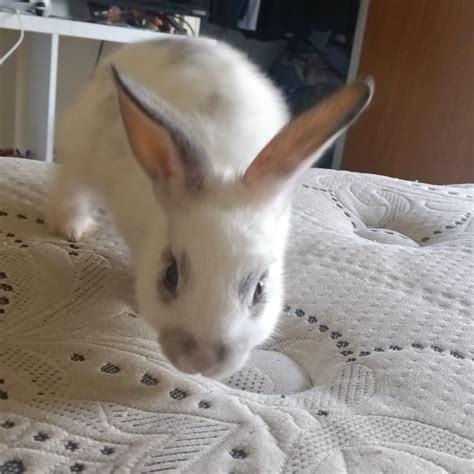 Image result for Rabbit First Use