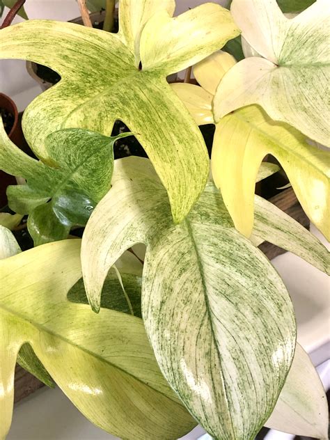 Philodendron Florida Ghost – Plant Studio