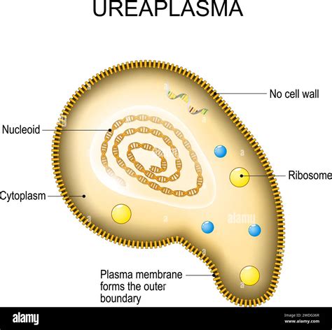 Ureaplasma anatomy. Cell structure of bacteria Mycoplasma. the ...