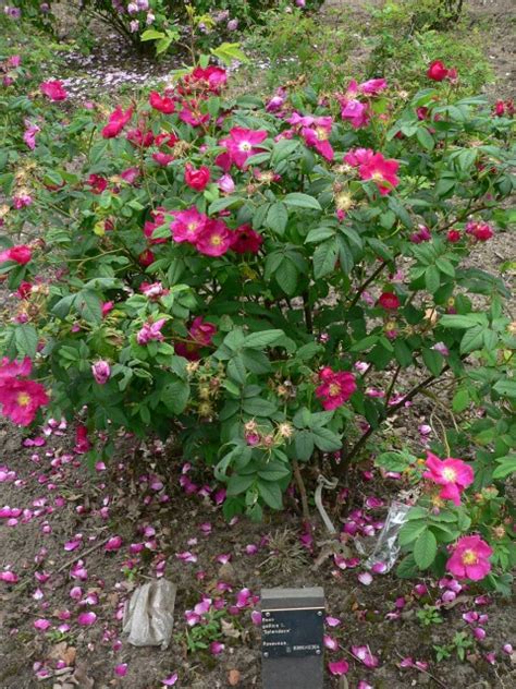 Rosa 'Splendens' (Gallica Group) - Roos, Kreiselrose | Belmonte Arboretum