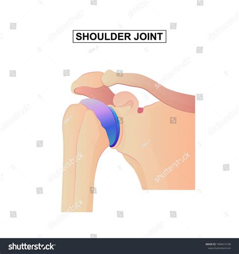 Image result for Shoulder Anatomy Animated Tutorial