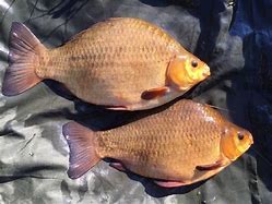 Image result for crucian