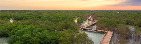 Jubail Mangrove Park | Etihad