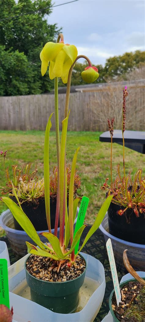 My Flava American Pitcher Plant flower is opening. : r/carnivorousplants