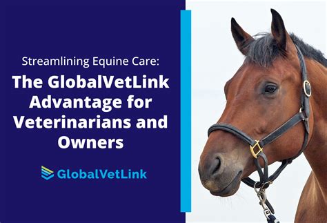 GVL Advantage for Veterinarians and Owners | GlobalVetLink