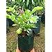 MVKR- Rare Apple Guava (Red Flesh - Apple Shape) - 1 Live Plant ...