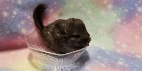 Chinchillas for Sale - Adorable Chins | Adorable Chins