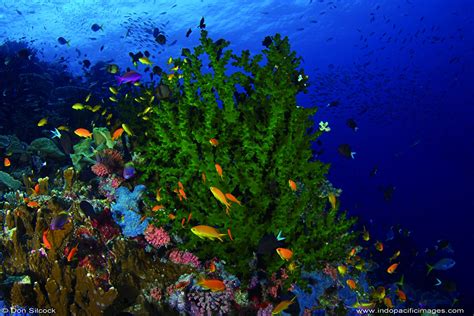 Image result for Reef Decatur Indiana