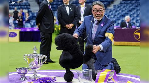 The Ultimate Guide to the Winner of the Westminster Dog Show 2025 - Dog ...