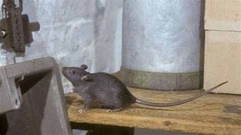Los avisos por ratas en Madrid caen un 22%