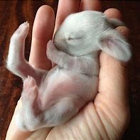 Image result for Found Baby Rabbit