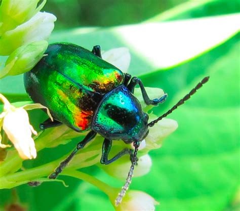 Are Beetles Friendly at Salvador Kress blog