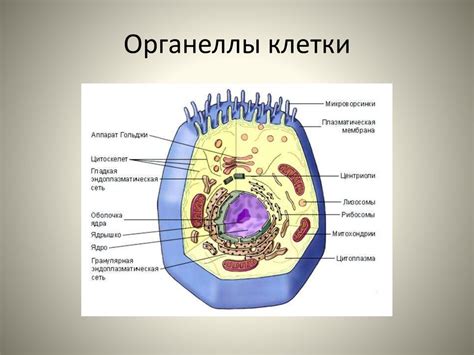 Образование органоидов