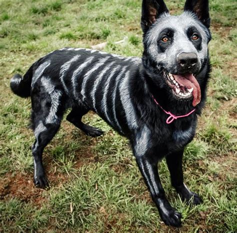 halloween pictures dogs