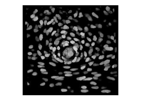 Cellselectioncallbackfunction MATLAB 的图像结果