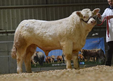 Mayo brothers secure €26,000 for 3 bulls at Christmas Cracker sale