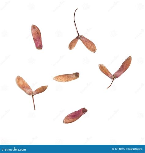 Seed Wings stock image. Image of maple, studio, winged - 17145077