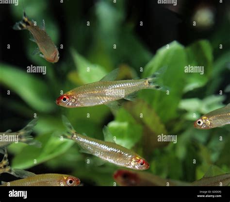 Rummy Nose Tetra or Red Nose Tetra, hemigrammus rhodostomus Stock Photo ...