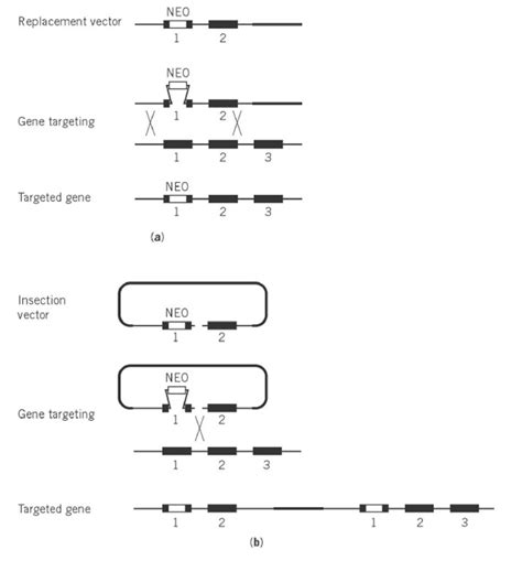 Image result for Replacement Vector Vector Structure