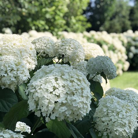 Incrediball® Hydrangea Perennial - Huge Flowers - 4" Pot - Proven ...