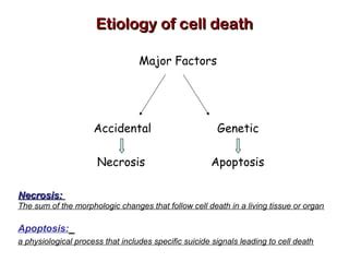 Image result for Cell Death Programed