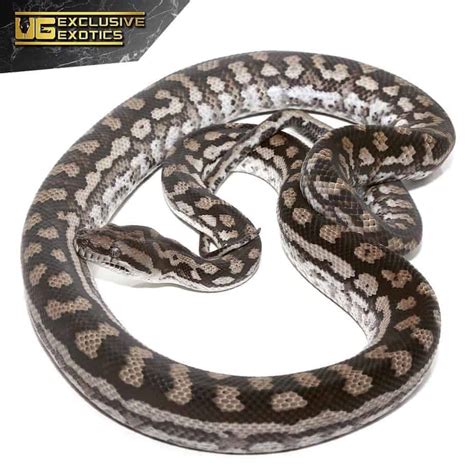 Image result for How Does Carpet Python Gave Birth