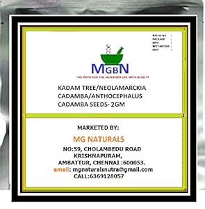 KADAM TREE/NEOLAMARCKIA CADAMBA/ANTHOCEPHALUS CADAMBA SEEDS-2 GM ...