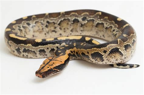 Image result for Blood Python