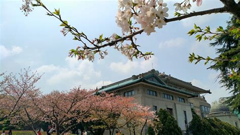 今年武汉大学的樱花，注定是到不了的诗和远方_腾讯新闻
