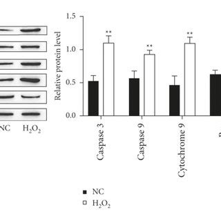 H2O2 Apoptosis 的图像结果
