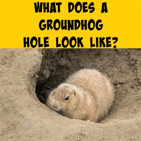 What Does A Groundhog Hole Look Like? - Squirrels at the Feeder