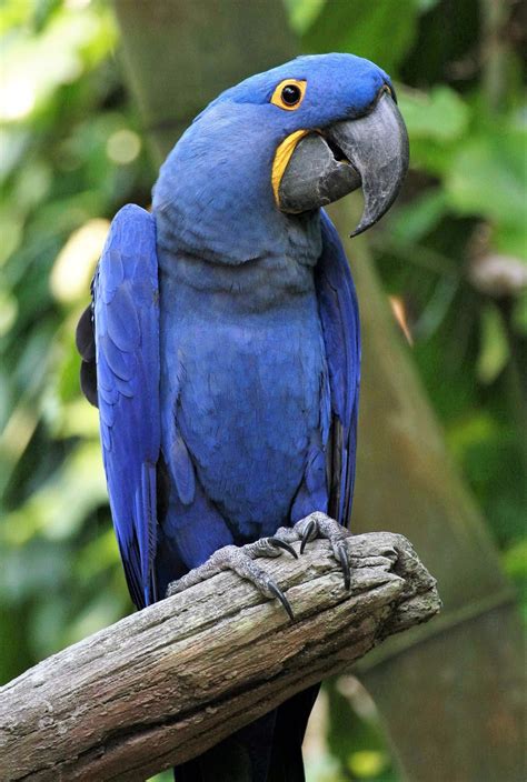5-five-5: Blue Macaw (Hyacinth Macaw)