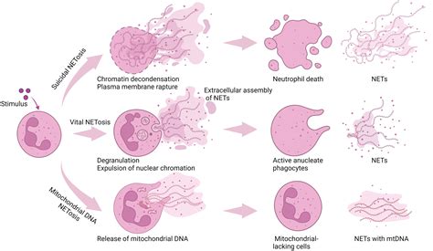 Frontiers | Neutrophil extracellular traps in pregnancy complications
