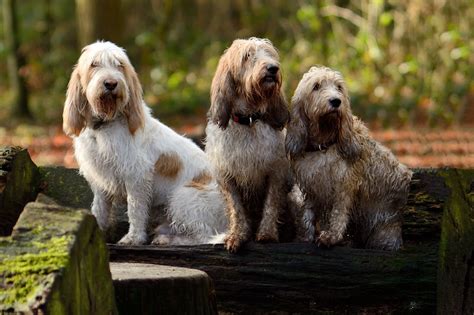 Grand Basset Griffon Vendéen - Hondenrassen Wijzer ️