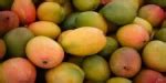 FSSAI alerts fruit traders to ensure compliance with prohibition of ...