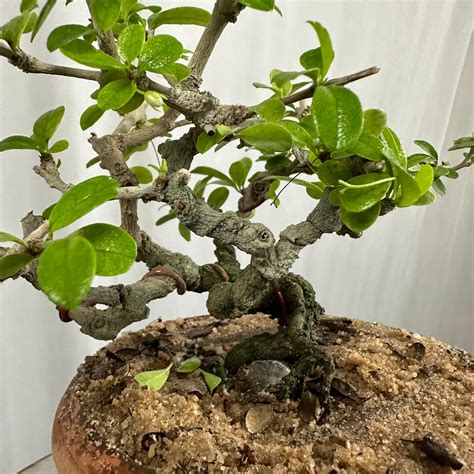 Carmona Mame Bonsai In Training Pot (Get the same tree shown in image ...